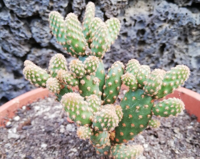 Opuntia microdasys ssp monstrous rufidaminimal ruffous opuntia.
