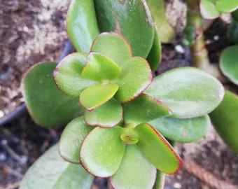 Crassula Ovata  Jade Plant Crassula portulacea, Cotyledon lutea, Cotyledon ovata, Crassula argentea, Crassula articulata, Toelkenia ovata