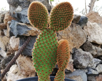 Opuntia microdasys subsp. Rufida / Reddish Nopal/ cactus red bunny ears