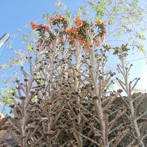 Kalanchoe delagoensis / Bryophyllum delagoense / Bryophyllum tubiflorum / Kalanchoe tuberosa / Kalanchoe verticillata,/ Kalanchoe tubiflora