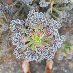 kalanchoe Delagoensis / Kalanchoe Tubiflora / Bryophyllum delagoense / Bryophyllum tubiflorum / Bryophyllum verticillatum