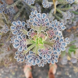 kalanchoe Delagoensis / Kalanchoe Tubiflora / Bryophyllum delagoense / Bryophyllum tubiflorum / Bryophyllum verticillatum image 1