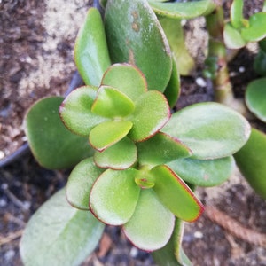 Crassula Ovata Jade Plant Crassula portulacea, Cotyledon lutea, Cotyledon ovata, Crassula argentea, Crassula articulata, Toelkenia ovata image 1