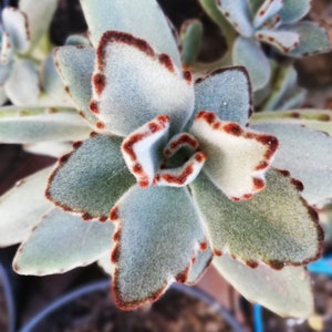 Kalanchoe Tomentosa/ panda plant