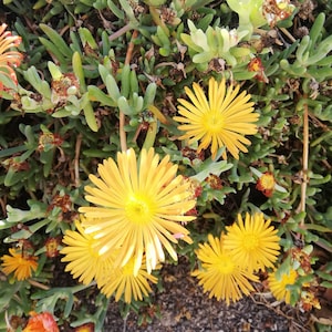 Malephora crocea / Mesembryanthemum croceum/ Crocanthus croceus /Ice plant/crocea iceplant /Mesembryanthemums /Mesembryanthemum/ cutting