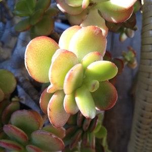 Crassula ovata mineur crosby&#39;s compact / Crosby&#39;s Dwarf / Crassula argentea Compacta / Crassula ovata Minima / Plante de jade naine rouge