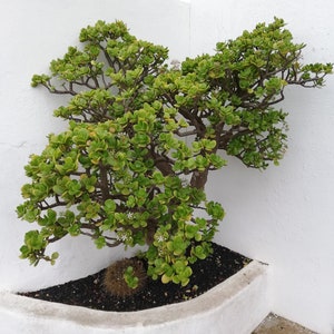 Crassulla Ovata M/ Jade Plant/ Money Tree/ Jade Tree/ Dollar Plant/ Lucky plant/ Friendship Tree/Japanese Rubber/Dwarf Rubber/Planta de jade