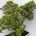 see more listings in the CRASSULA section