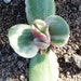 see more listings in the CRASSULA section