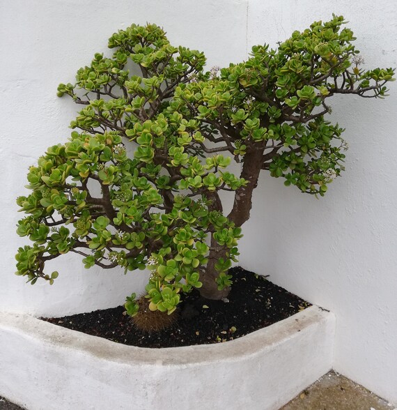 Crassulla Ovata S / Pianta di giada / Albero dei soldi / Albero di