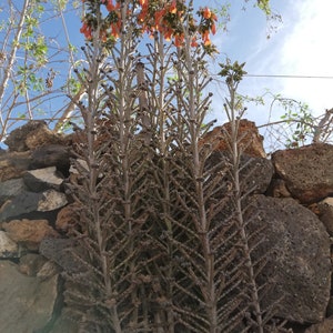 kalanchoe Delagoensis / Kalanchoe Tubiflora / Bryophyllum delagoense / Bryophyllum tubiflorum / Bryophyllum verticillatum image 7