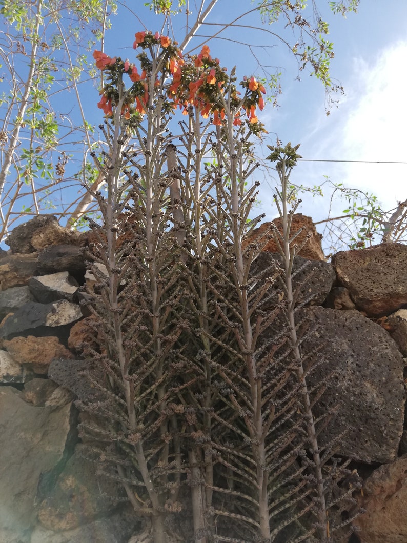 kalanchoe Delagoensis / Kalanchoe Tubiflora / Bryophyllum delagoense / Bryophyllum tubiflorum / Bryophyllum verticillatum image 7