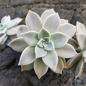 Graptopetalum paraguayense / Mother-of-pearl Plant / Cotyledon paraguayensis / Echeveria weinbergii / Ghost Plant,/ Mother-of-pearl Plant image 1