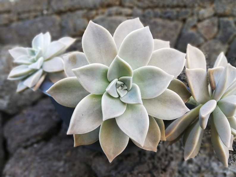 Graptopetalum paraguayense / Mother-of-pearl Plant / Cotyledon paraguayensis / Echeveria weinbergii / Ghost Plant,/ Mother-of-pearl Plant image 1