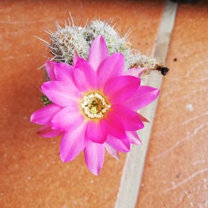 peanut Cactus cuttings/chamaecereus silvestrii/cereus silvestrii/echinopsis chamaecereus/live plant / cactus cutting / esqueje /rare/unique