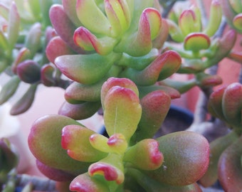 Crassula ovata Gollum-Koralle / Gollum-Jadekoralle / 2 Blätter zur Vermehrung / lebende Pflanze / Korallenjade / SELTEN