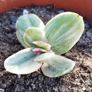Crassula ovata tricolor / crassula lemmon and lime / variegated jade tree / live rooted plant / Succulent / yellow white green leaf / unique