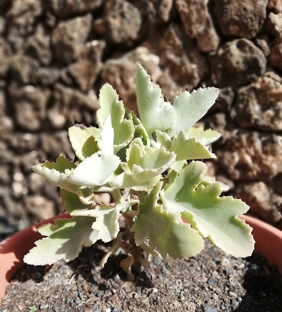 Kalanchoe Beharensis / Elefantenohren / Filzpflanze / Stecklinge /  Stecklinge / lebende Pflanze / SELTENE KALANCHOE / leicht wachsend /  Sukkulent / lebend - Etsy sterreich