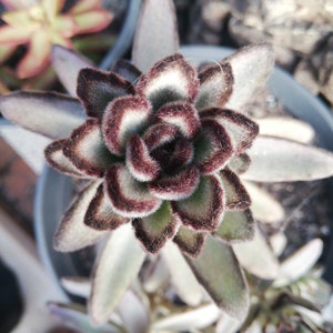 Kalanchoe Tomentosa CHOCOLATE SOLDIER / Panda plant