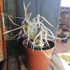 Tephrocactus articulatus var papyracanthus / cactus con radici vive/ Cactus Spine di carta/ Cereus articulatus/ Opuntia andicola / Pianta viva/ RARE