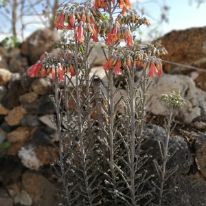 kalanchoe Delagoensis / Kalanchoe Tubiflora / Bryophyllum delagoense / Bryophyllum tubiflorum / Bryophyllum verticillatum image 2