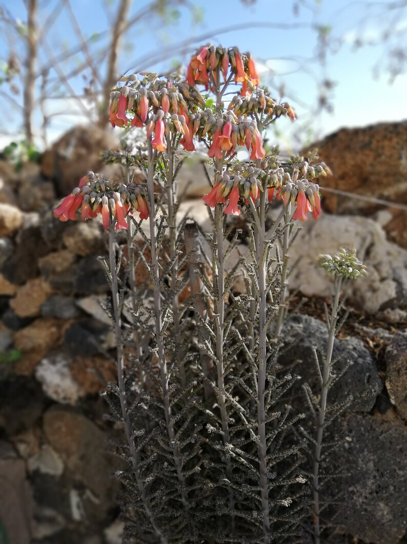 kalanchoe Delagoensis / Kalanchoe Tubiflora / Bryophyllum delagoense / Bryophyllum tubiflorum / Bryophyllum verticillatum image 2