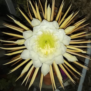 selenicereus grandiflorus /cutting/esqueje vivo/queen of the night/sweet-scented cactus/vanilla cactus/Cereus grandiflorus affinis/unique