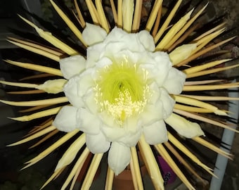 selenicereus grandiflorus /cutting/esqueje vivo/queen of the night/sweet-scented cactus/vanilla cactus/Cereus grandiflorus affinis/unique