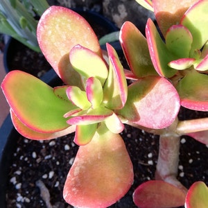 crassula ovata Hummel's sunset / Golden jade tree image 4