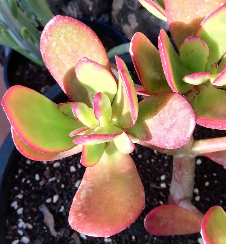 crassula ovata Hummel's sunset / Golden jade tree image 4