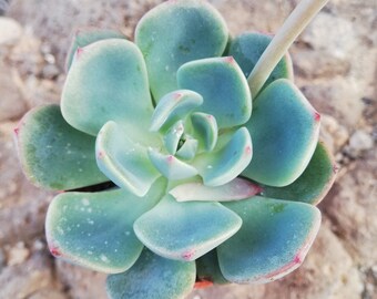 Echeveria SECUNDA / 2 Feuilles pour la propagation / 2 feuilles succulentes vivantes pour la propagation / Blue Echeveria/ Copper Rose/ Maroon Chenille Plant