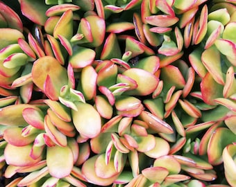 crassula ovata Hummel's sunset / Golden jade tree