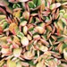 see more listings in the CRASSULA section