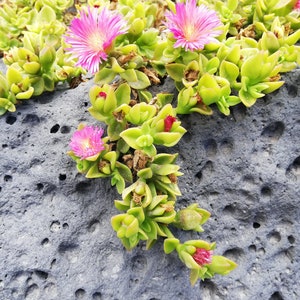 Mesembryanthemum cordifolium /Aptenia cordifolia / Ice plant / baby sun rose/ heart-leaf red aptenia / heartleaf iceplant/ CUTTING image 8