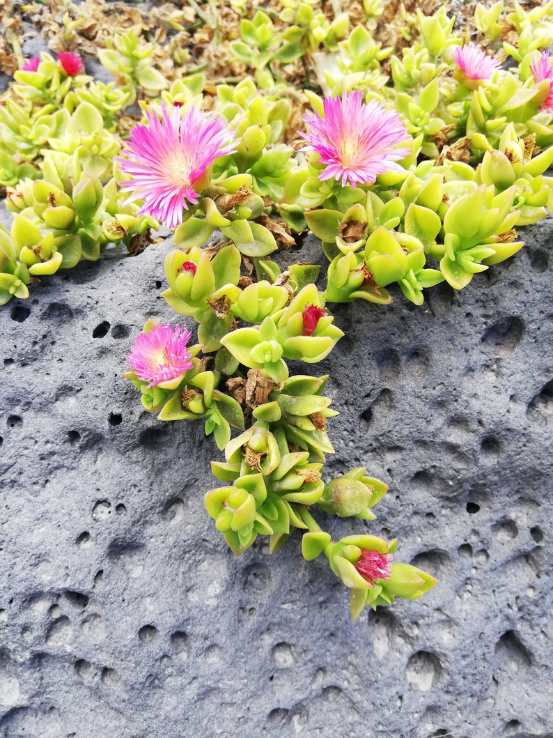 Mesembryanthemum cordifolium /Aptenia cordifolia / Ice plant / baby sun rose/ heart-leaf red aptenia / heartleaf iceplant/ CUTTING image 8