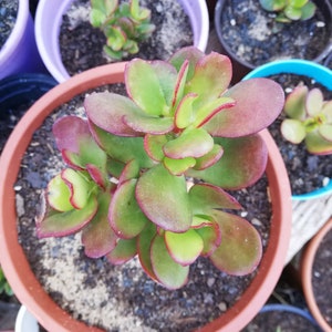 Puede incluir: Primer plano de una planta suculenta con hojas verdes y rojas en una maceta de terracota. La planta está rodeada de otras plantas en macetas.