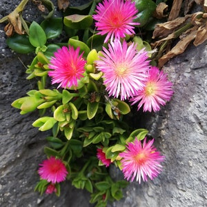 Mesembryanthemum cordifolium /Aptenia cordifolia / Roślina lodowa / mała słoneczna róża / aptenia czerwonolistna / roślina lodowa sercowata / CIĘCIE