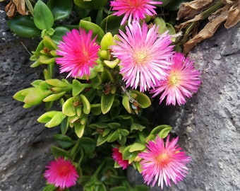 Mesembryanthemum cordifolium /Aptenia cordifolia / Planta de hielo / baby sun rose/ heart-leaf  red aptenia / heartleaf iceplant/ ESQUEJE