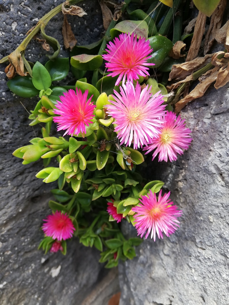 Mesembryanthemum cordifolium /Aptenia cordifolia / Ice plant / baby sun rose/ heart-leaf red aptenia / heartleaf iceplant/ CUTTING image 1