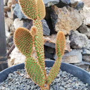 Opuntia microdasys subsp. Rufida / Reddish Nopal/ cactus red bunny ears image 3