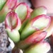 see more listings in the CRASSULA section