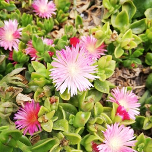 Mesembryanthemum cordifolium /Aptenia cordifolia / Ice plant / baby sun rose/ heart-leaf red aptenia / heartleaf iceplant/ CUTTING image 7