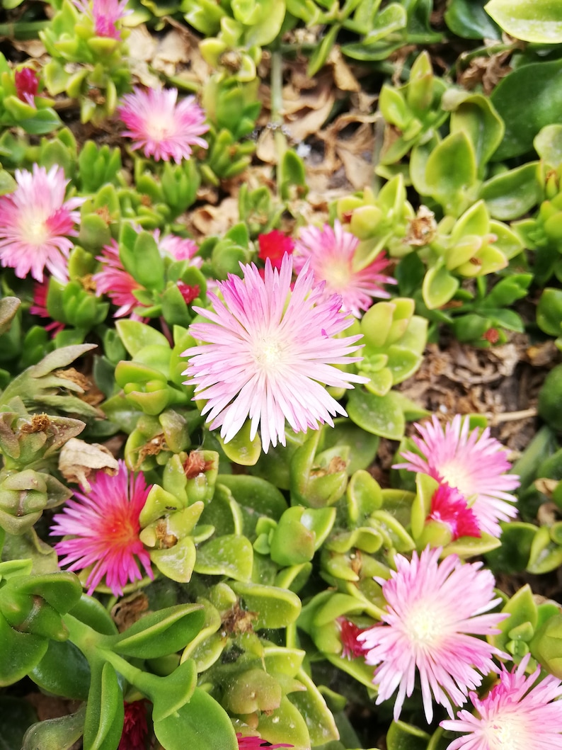 Mesembryanthemum cordifolium /Aptenia cordifolia / Ice plant / baby sun rose/ heart-leaf red aptenia / heartleaf iceplant/ CUTTING image 7