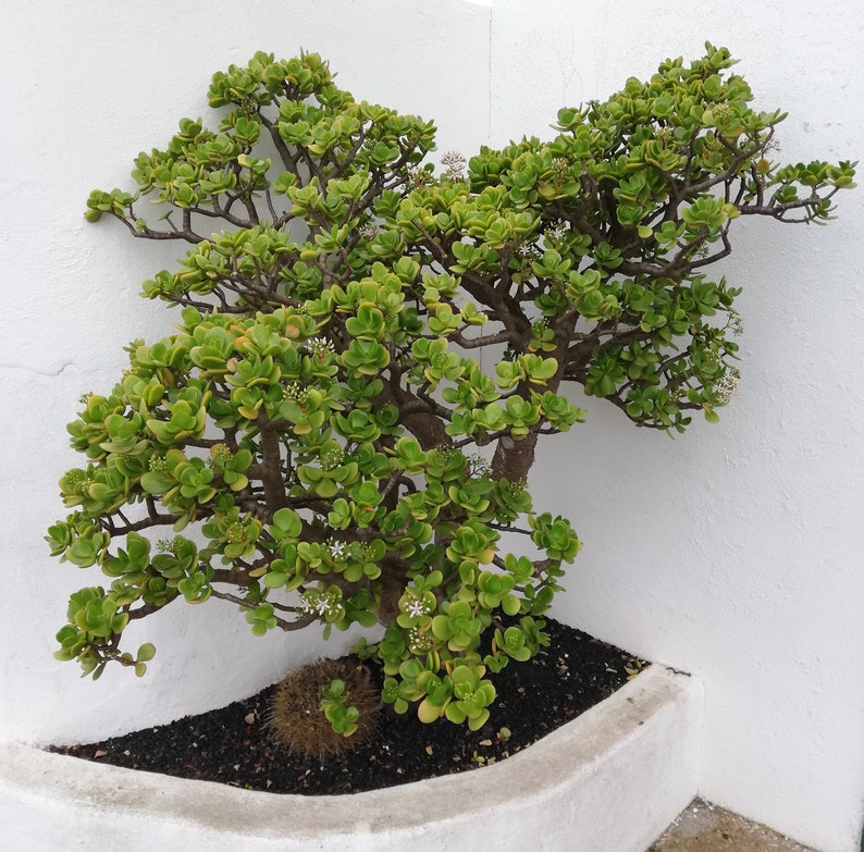 Crassula Ovata Jade Plant Crassula portulacea, Cotyledon lutea, Cotyledon ovata, Crassula argentea, Crassula articulata, Toelkenia ovata image 3