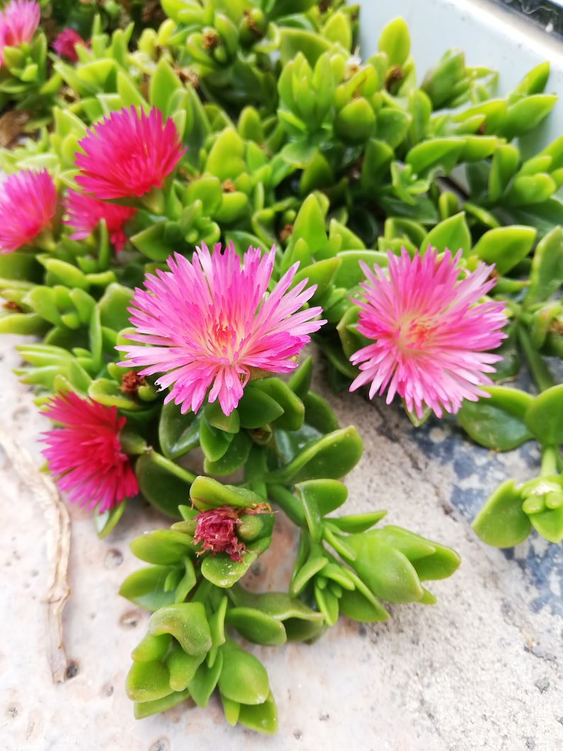 Mesembryanthemum cordifolium /Aptenia cordifolia / Ice plant / baby sun rose/ heart-leaf red aptenia / heartleaf iceplant/ CUTTING image 3