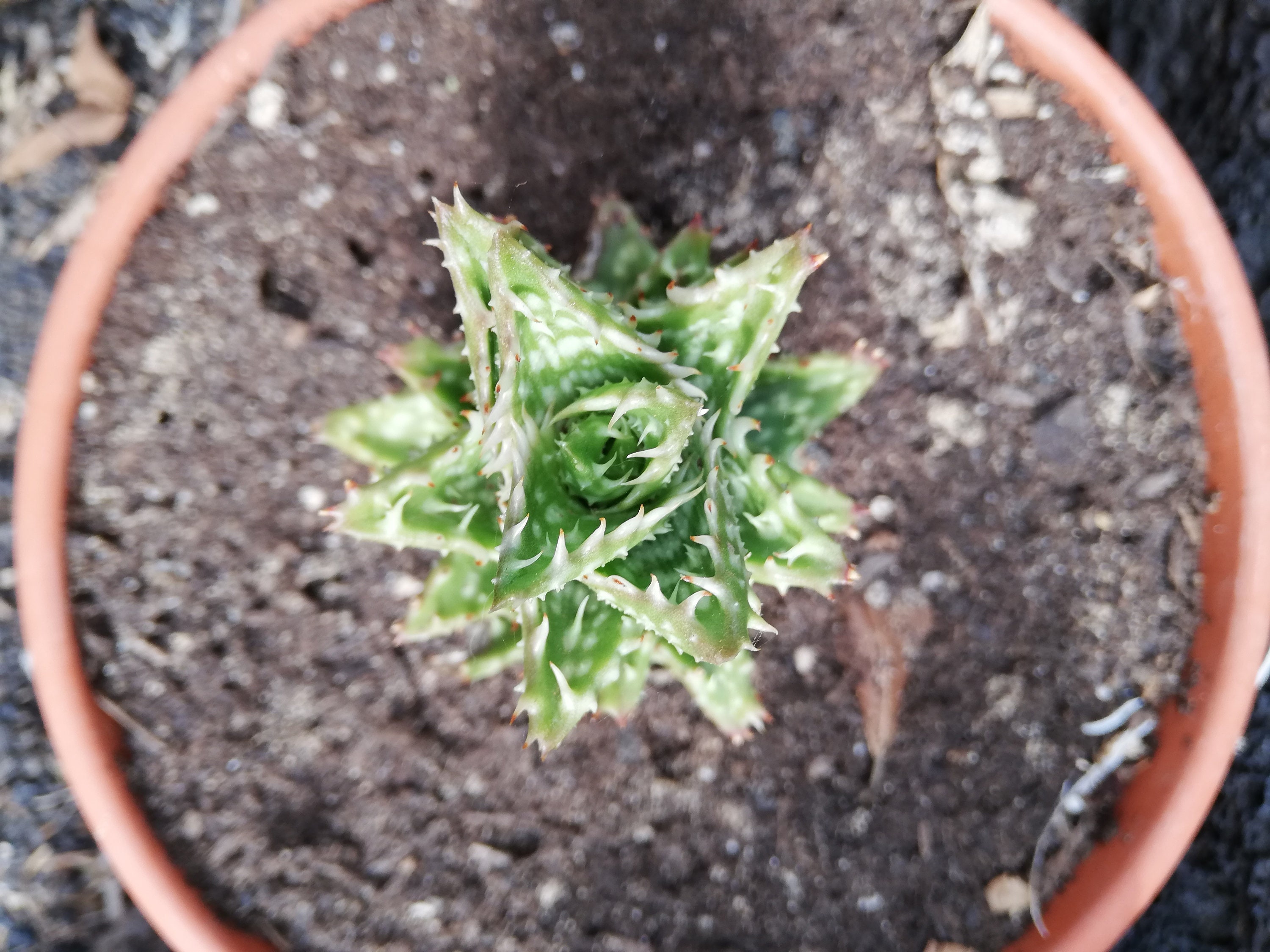 enano Aloe juvenna en maceta de 5,5 enraizadas enano Aloe juvenna en maceta de 5,5 enraizadas