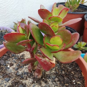 crassula ovata Hummel's sunset / Golden jade tree image 6