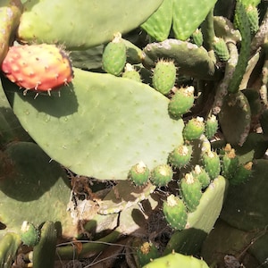 Opuntia ficus-indica/ fico d&#39;india /Opuntia Pad / fico d&#39;India/ Opuntia Ficus Indica/ nopal /