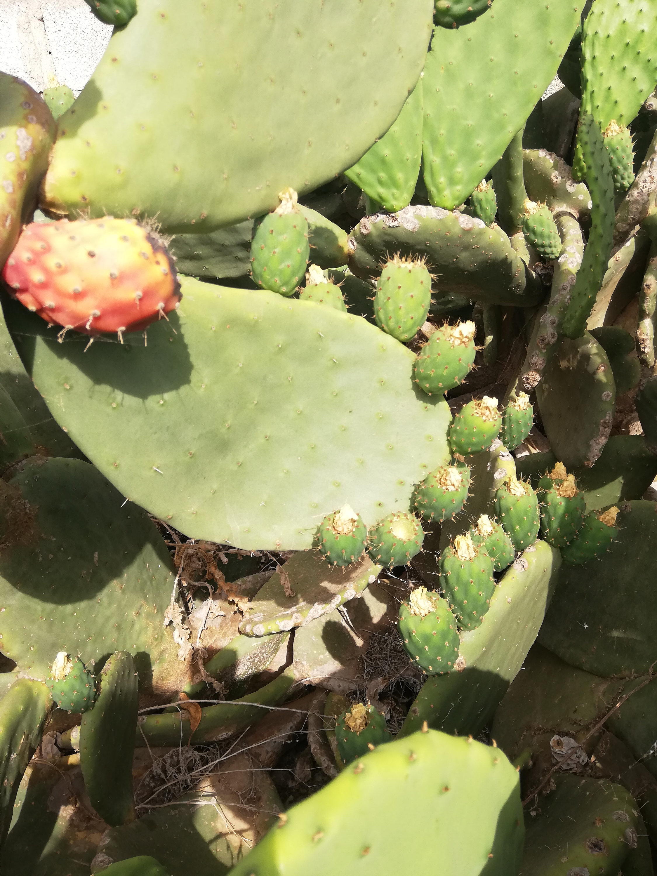 Opuntia ellisiana - Etsy 日本