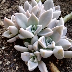 Graptopetalum paraguayense / Mother-of-pearl Plant / Cotyledon paraguayensis / Echeveria weinbergii / Ghost Plant,/ Mother-of-pearl Plant image 7